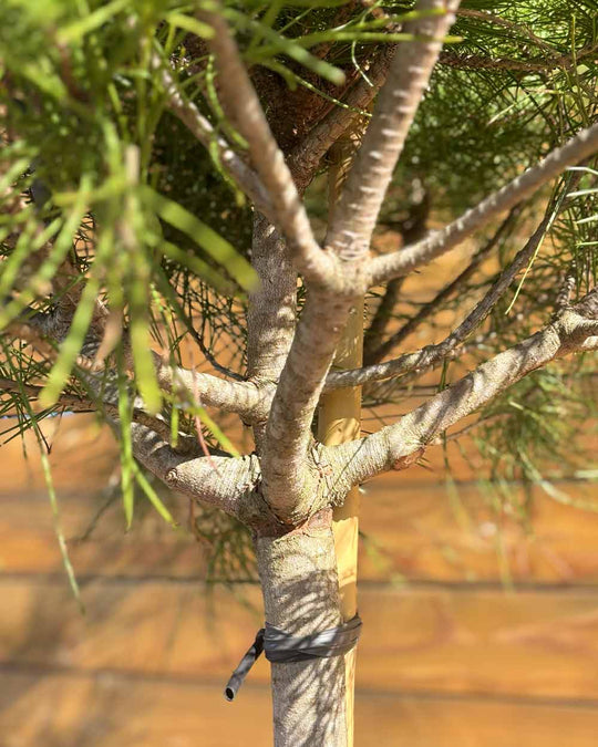 Pinie – Pinus pinea (Hochstamm) (Pre Sale)