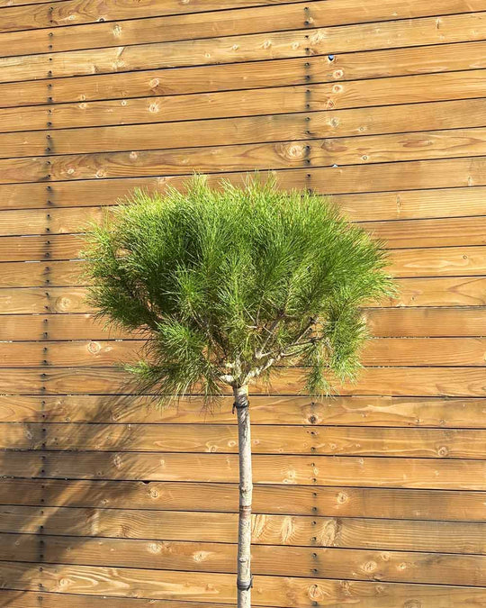 Pinie – Pinus pinea (Hochstamm) (Pre Sale)