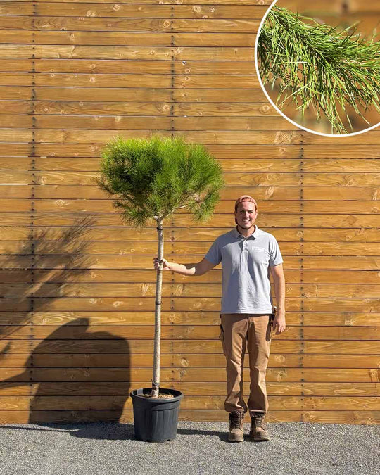 Pinie – Pinus pinea (Hochstamm) (Pre Sale)