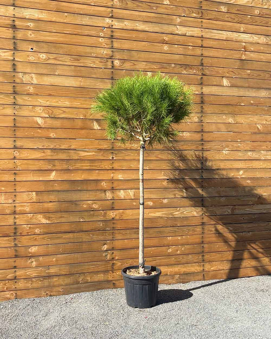 Pinie – Pinus pinea (Hochstamm) (Pre Sale)