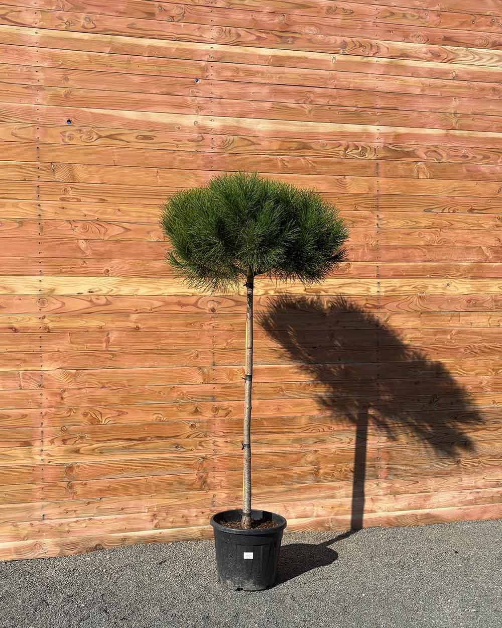 Pinie – Pinus pinea (Halbstamm)