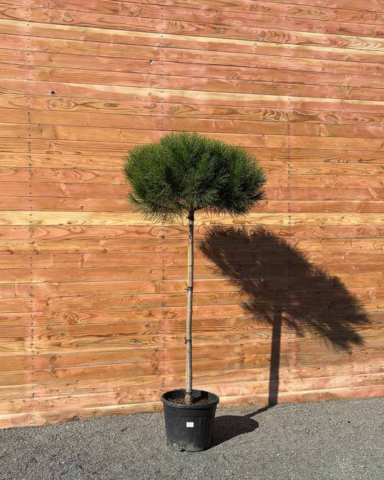 Pinie – Pinus pinea (Halbstamm)