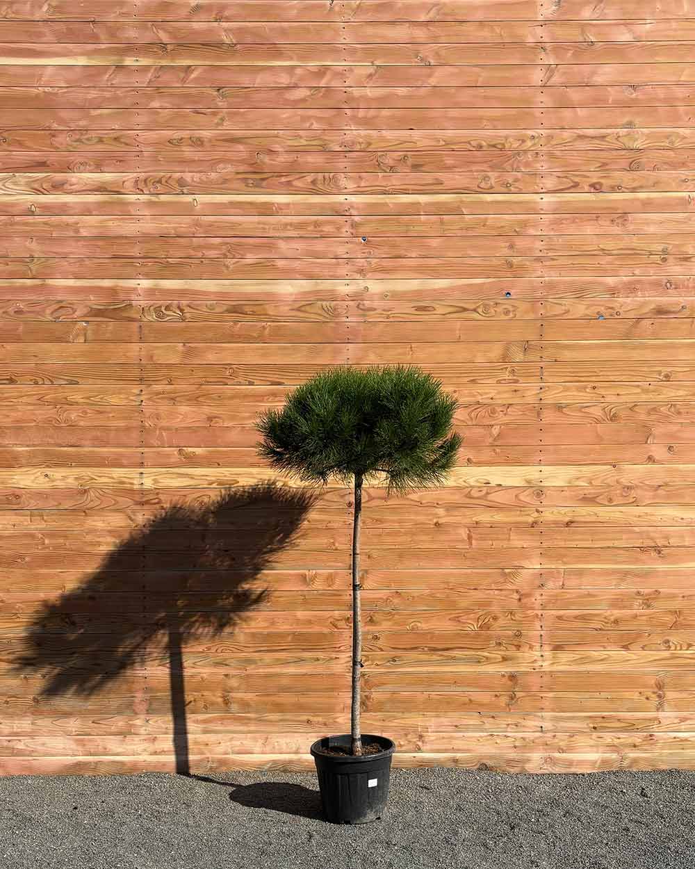 Pinie – Pinus pinea (Halbstamm)