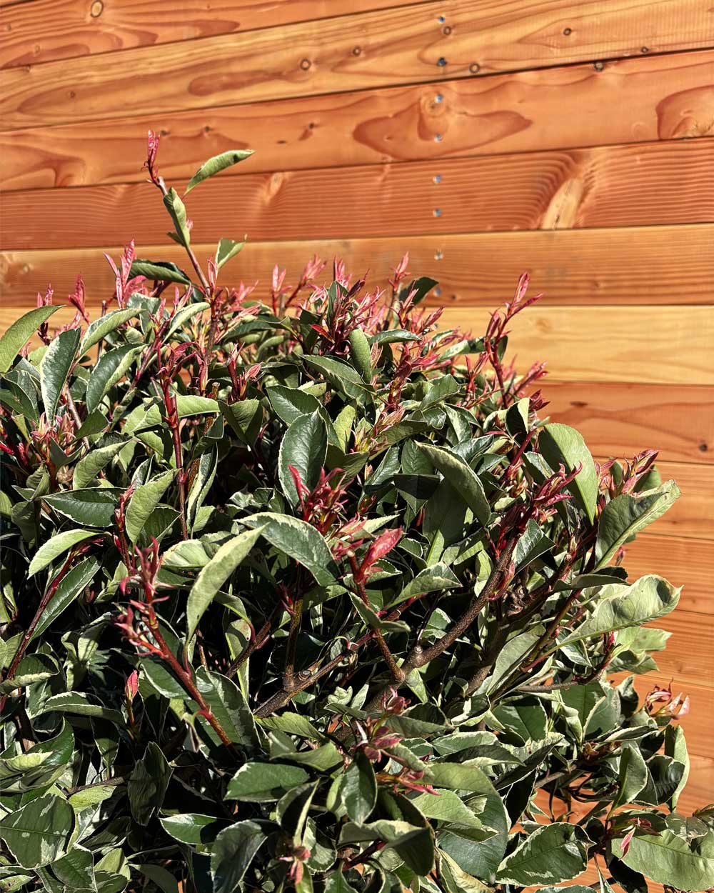 Glanzmispel „Photinia Pink Marble“ Mehrstämmig