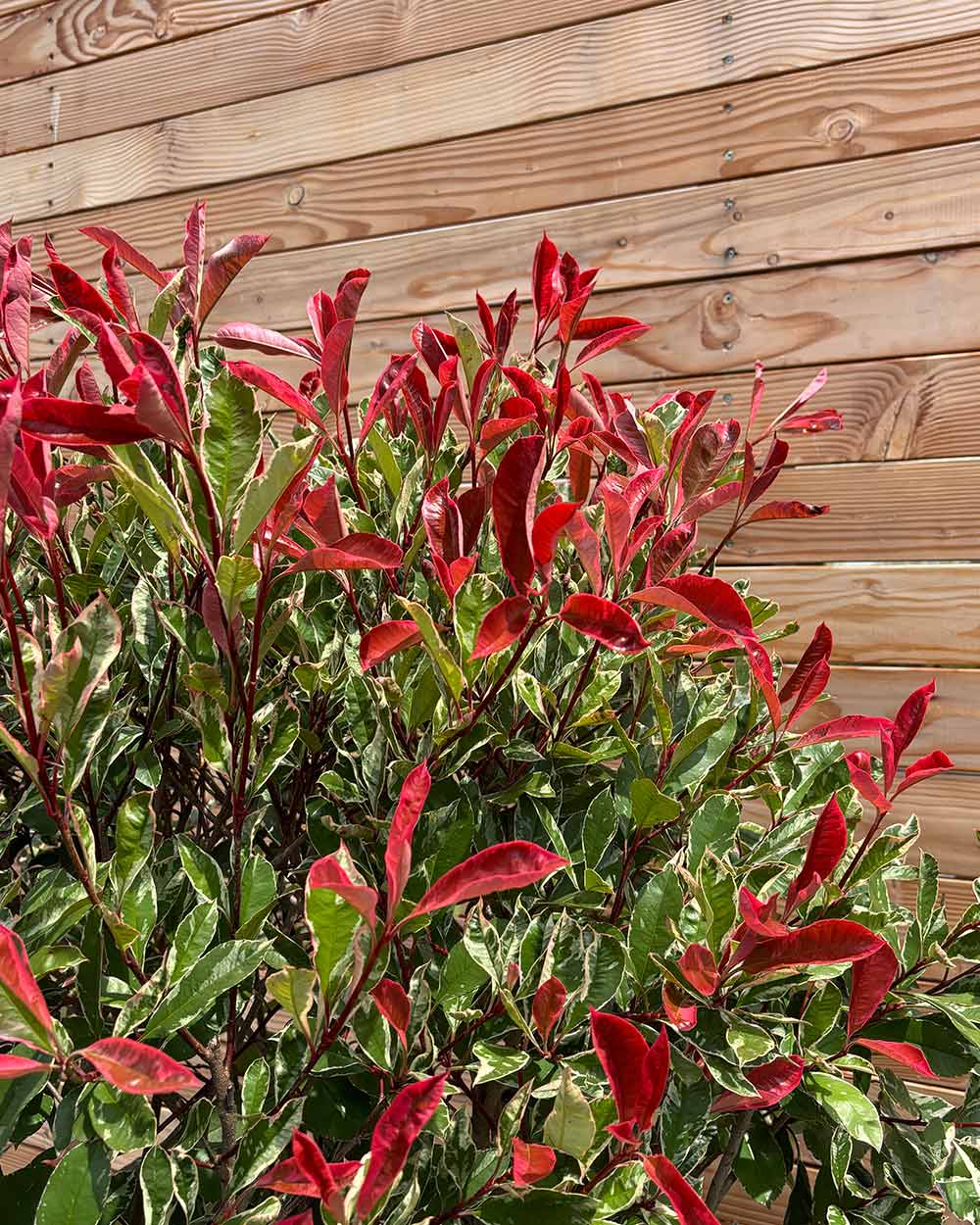 Glanzmispel „Photinia Pink Marble“ Mehrstämmig