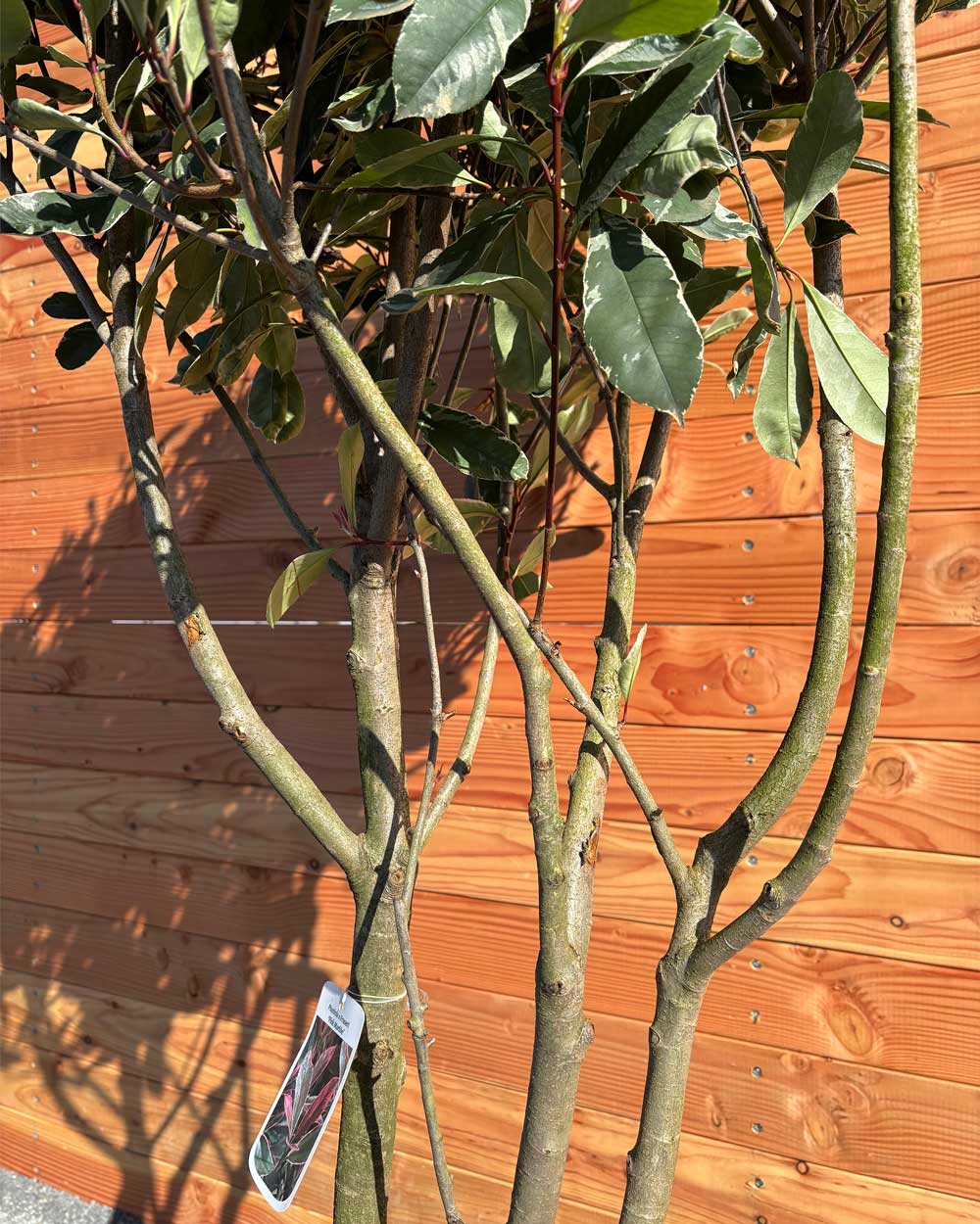 Glanzmispel „Photinia Pink Marble“ Mehrstämmig