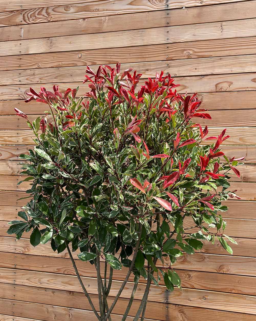 Glanzmispel „Photinia Pink Marble“ Mehrstämmig