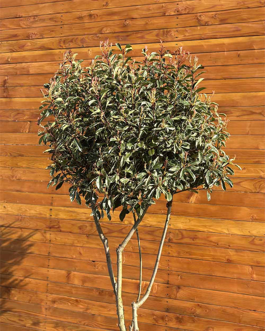 Glanzmispel – Photinia ‘Pink Marble’ (Mehrstämmig)