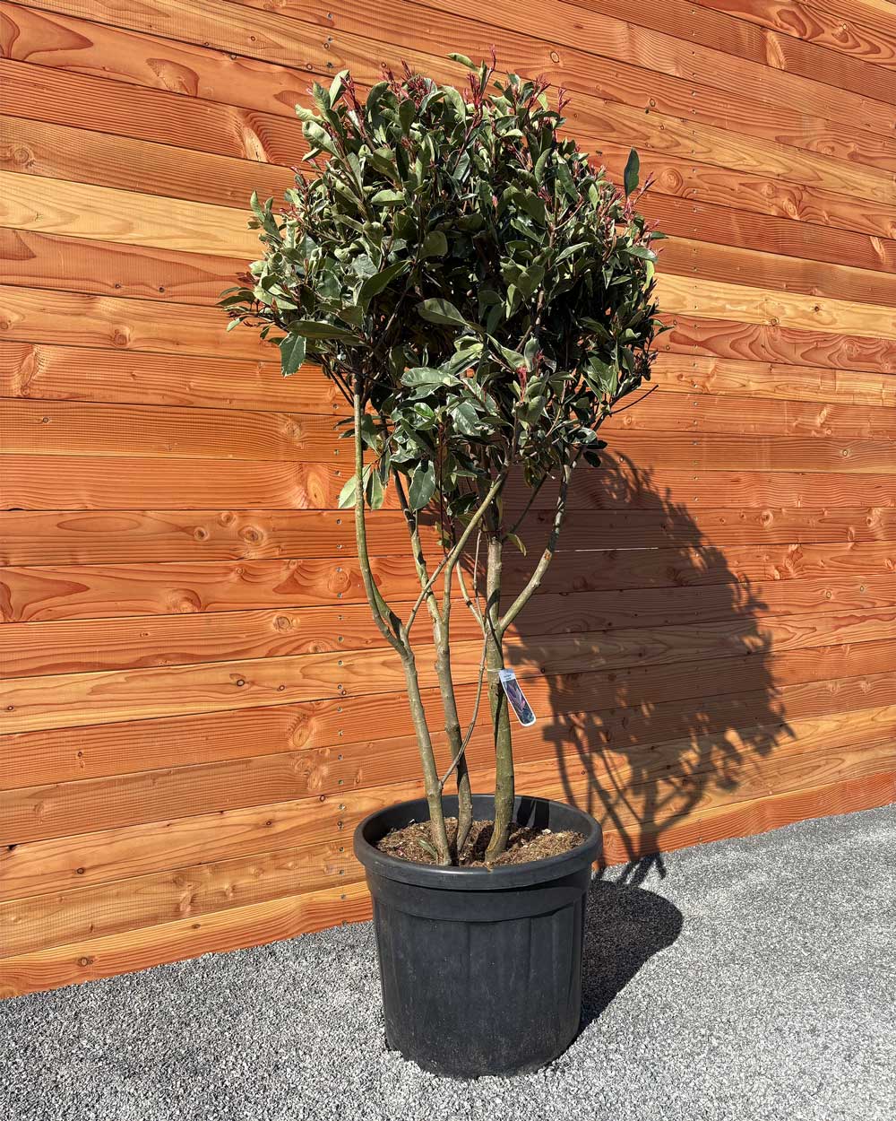 Glanzmispel „Photinia Pink Marble“ Mehrstämmig