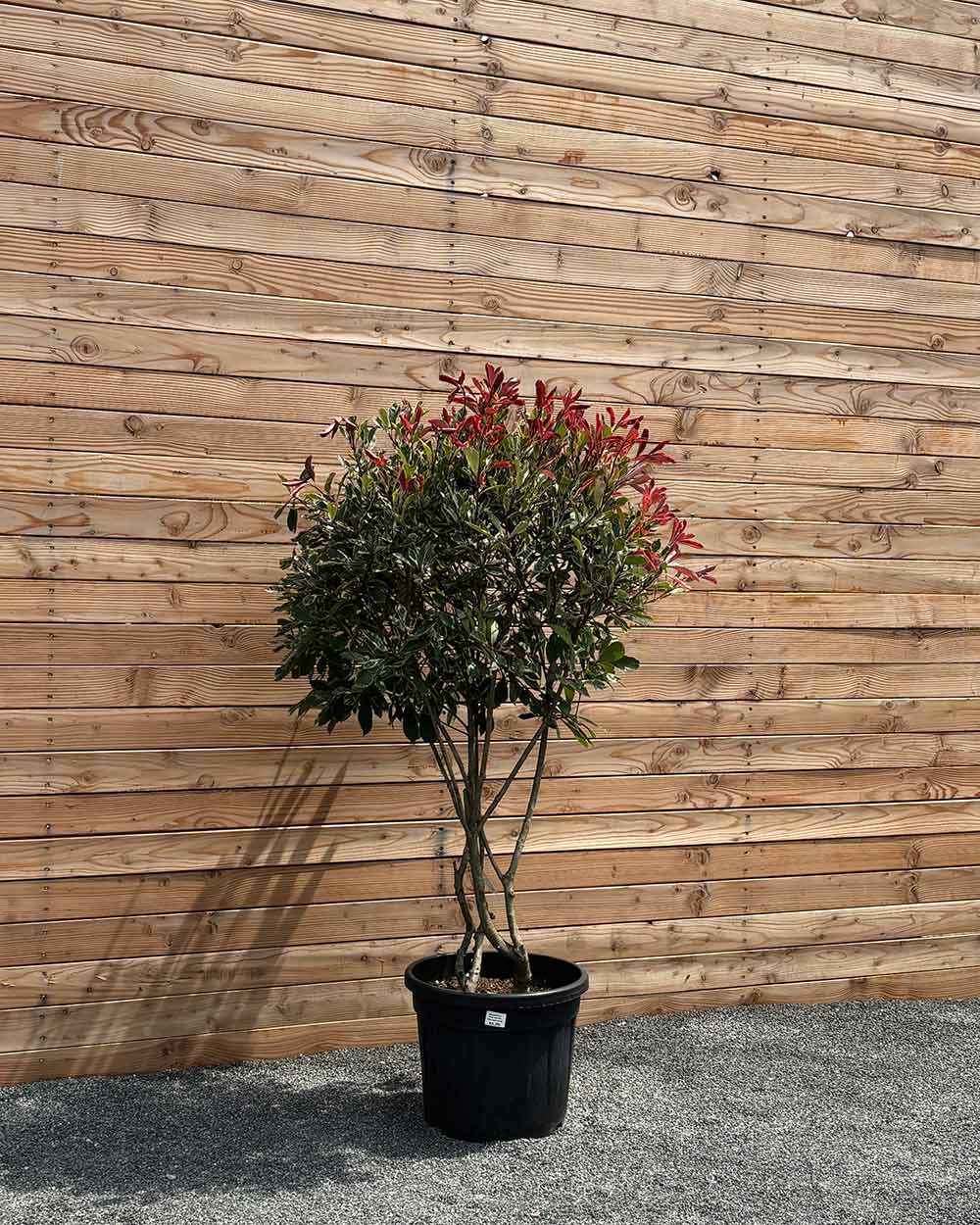Glanzmispel „Photinia Pink Marble“ Mehrstämmig