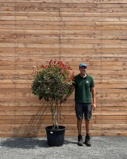 Glanzmispel „Photinia Pink Marble“ Mehrstämmig