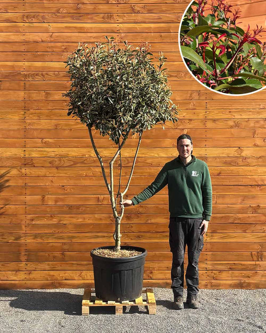Glanzmispel – Photinia ‘Pink Marble’ (Mehrstämmig)