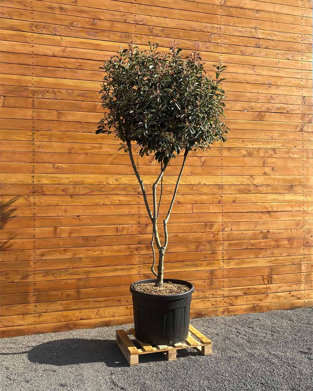 Glanzmispel – Photinia ‘Pink Marble’ (Mehrstämmig)