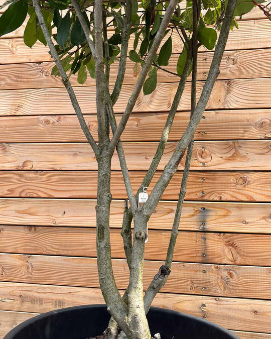 Glanzmispel „Photinia Pink Marble“ Mehrstämmig
