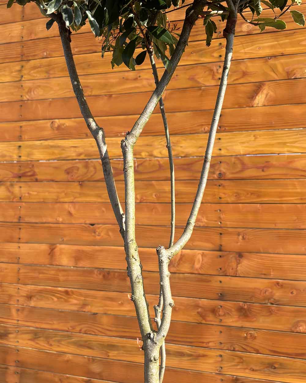 Glanzmispel – Photinia ‘Pink Marble’ (Mehrstämmig)