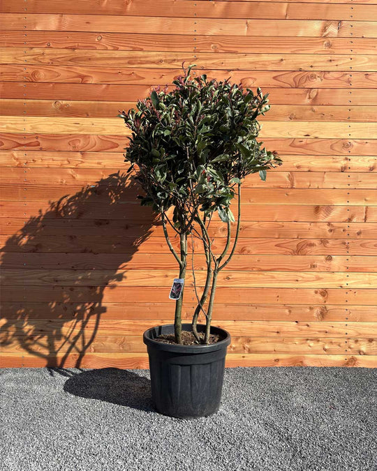 Glanzmispel „Photinia Pink Marble“ Mehrstämmig