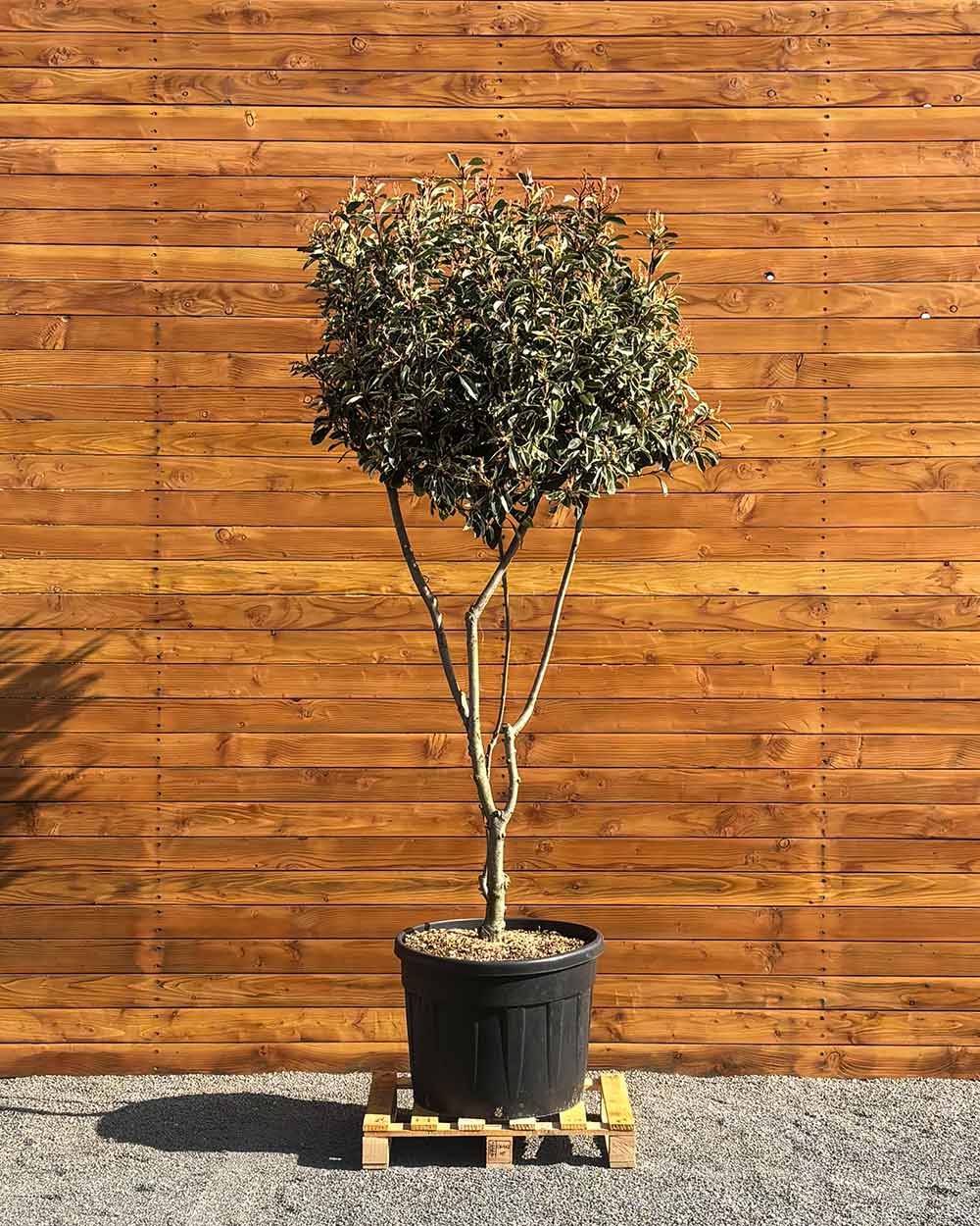 Glanzmispel – Photinia ‘Pink Marble’ (Mehrstämmig)