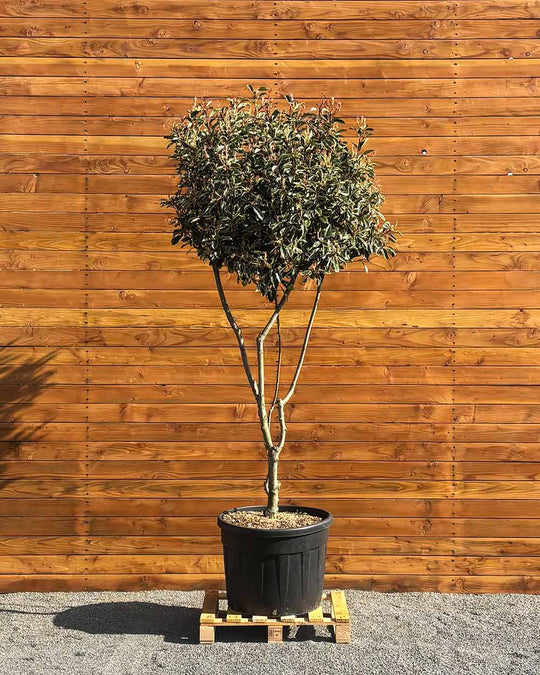 Glanzmispel – Photinia ‘Pink Marble’ (Mehrstämmig)
