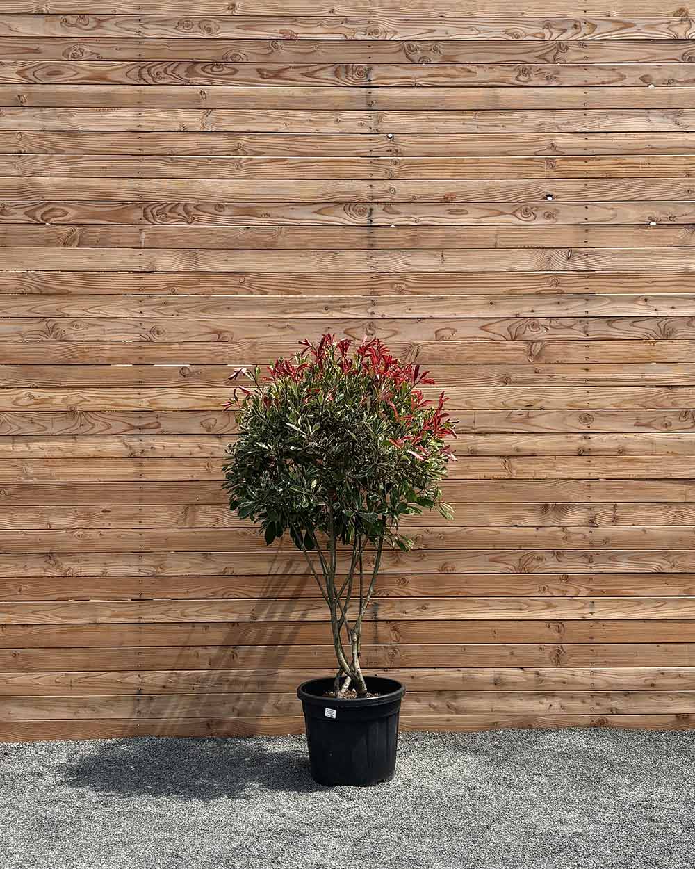 Glanzmispel „Photinia Pink Marble“ Mehrstämmig
