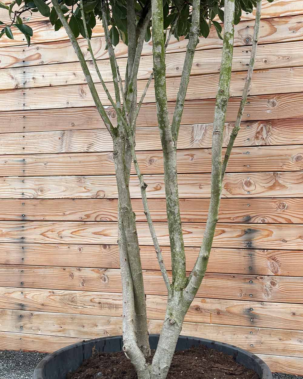 Glanzmispel (Photinia Pink Marble) Mehrstämmig XXL