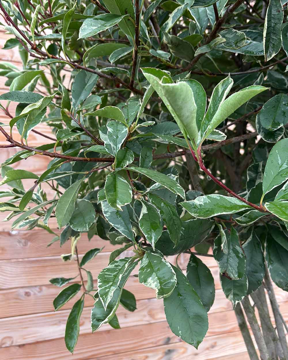 Glanzmispel (Photinia Pink Marble) Mehrstämmig XXL