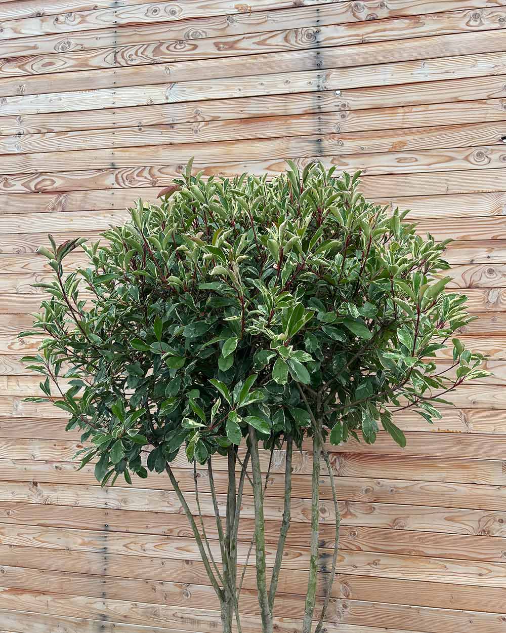 Glanzmispel (Photinia Pink Marble) Mehrstämmig XXL
