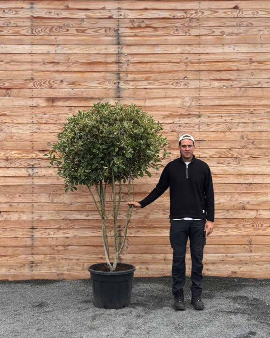 Glanzmispel (Photinia Pink Marble) Mehrstämmig XXL