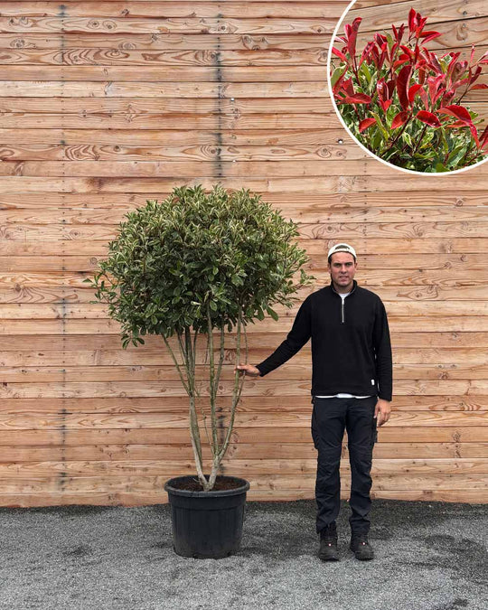 Glanzmispel (Photinia Pink Marble) Mehrstämmig XXL