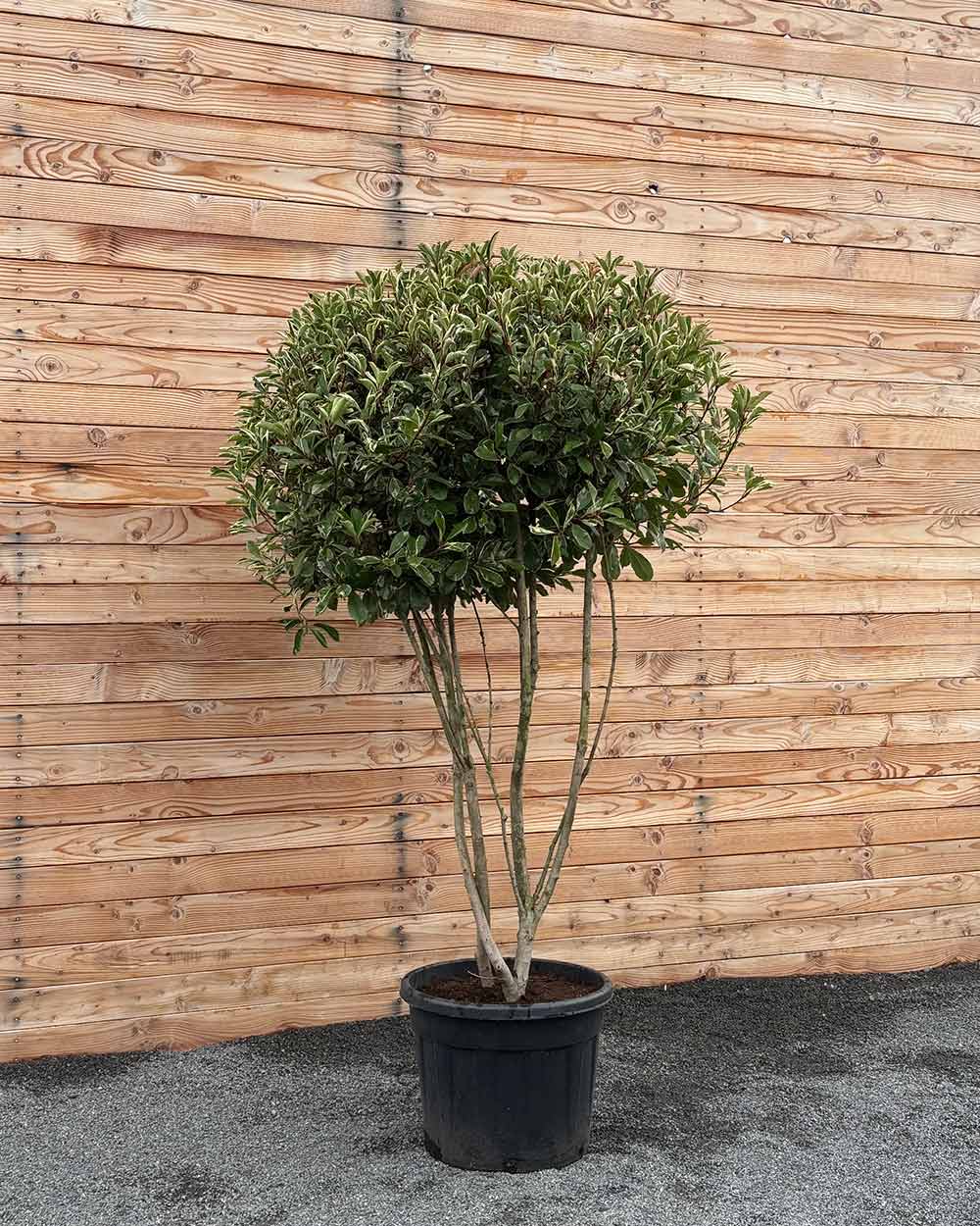 Glanzmispel (Photinia Pink Marble) Mehrstämmig XXL