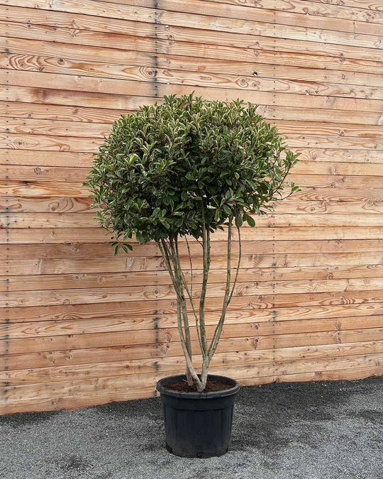 Glanzmispel (Photinia Pink Marble) Mehrstämmig XXL