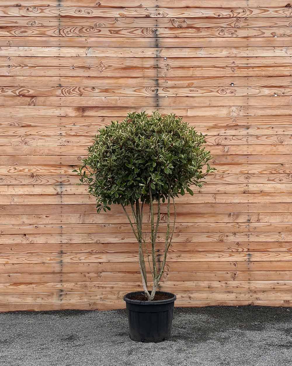 Glanzmispel (Photinia Pink Marble) Mehrstämmig XXL