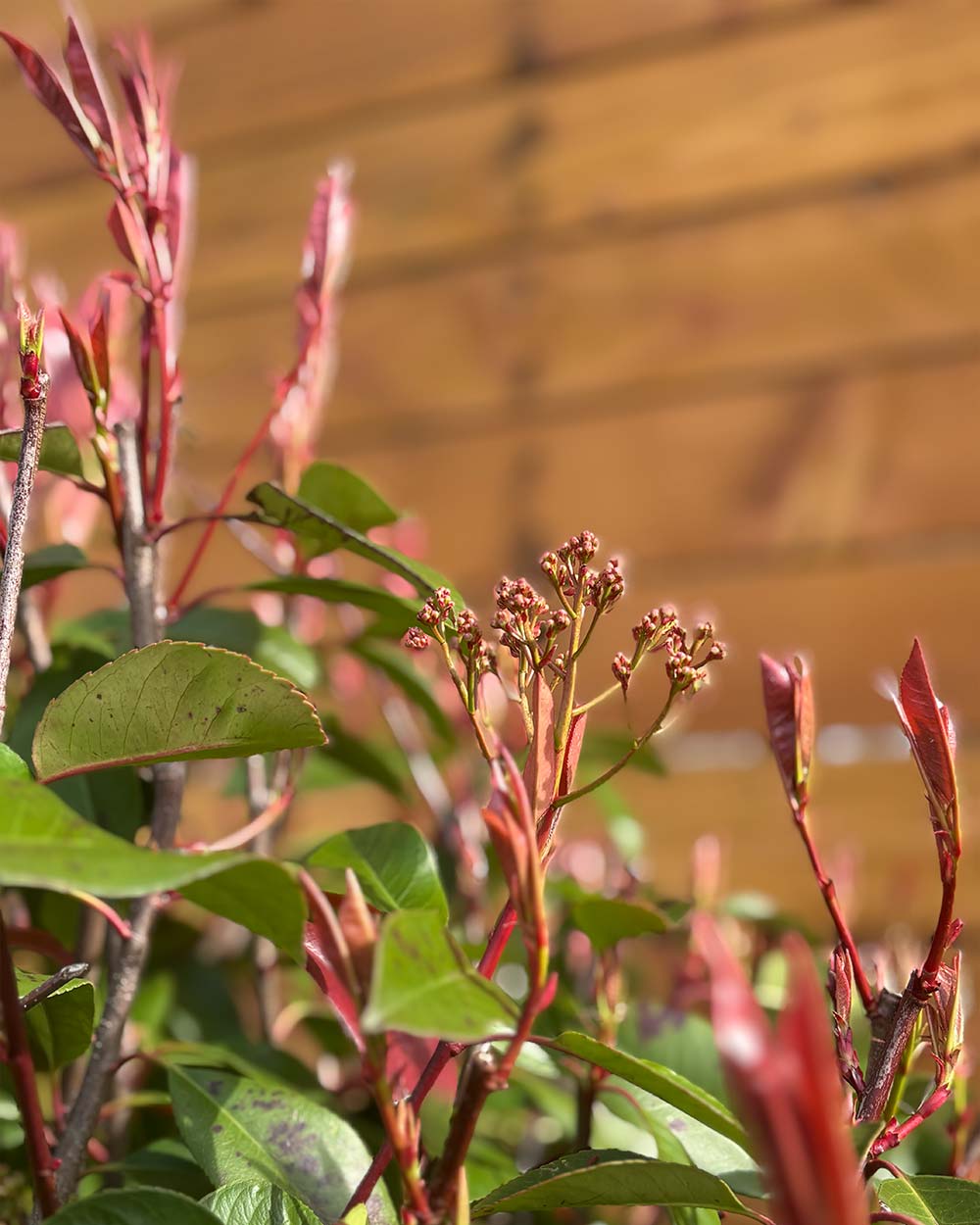 Glanzmispel – Photinia ‘Red Robin’ (Mehrstämmig)