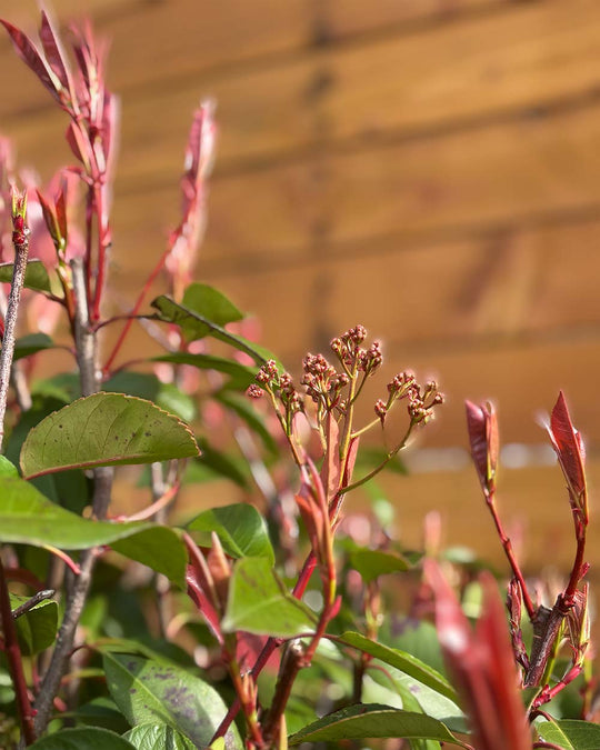Glanzmispel – Photinia ‘Red Robin’ (Mehrstämmig)