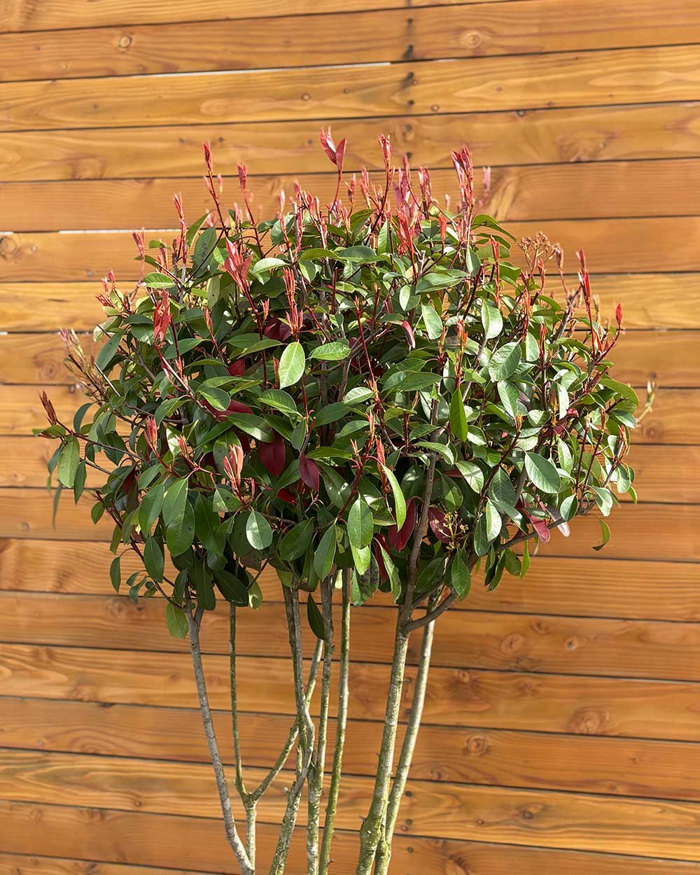 Glanzmispel – Photinia ‘Red Robin’ (Mehrstämmig)