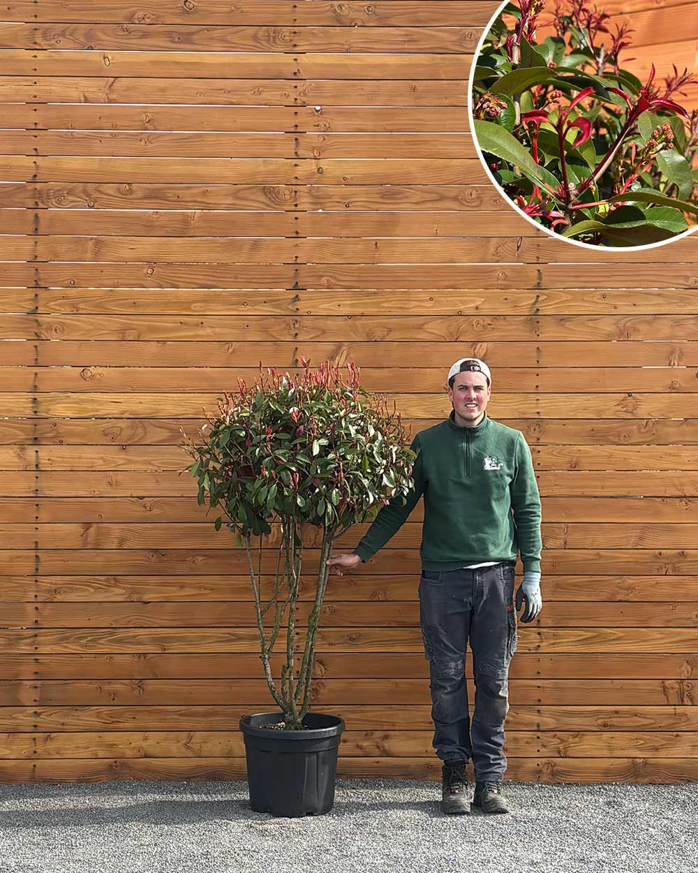 Glanzmispel – Photinia ‘Red Robin’ (Mehrstämmig)