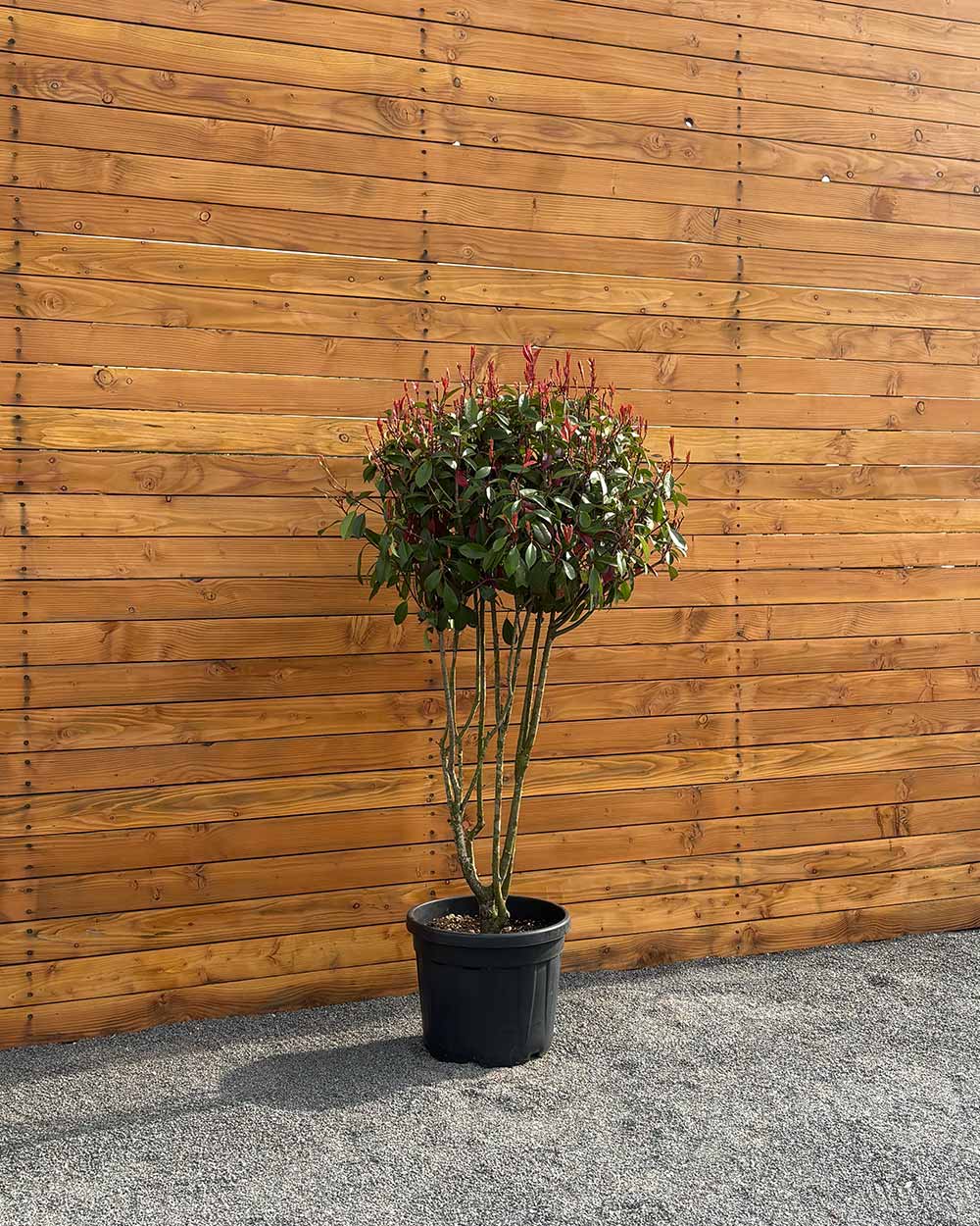 Glanzmispel – Photinia ‘Red Robin’ (Mehrstämmig)
