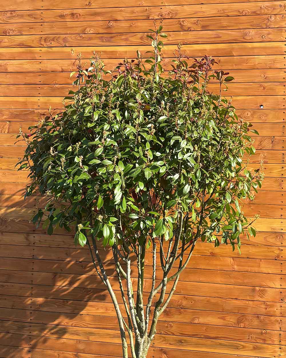 Glanzmispel – Photinia ‘Red Robin’ (Mehrstämmig)