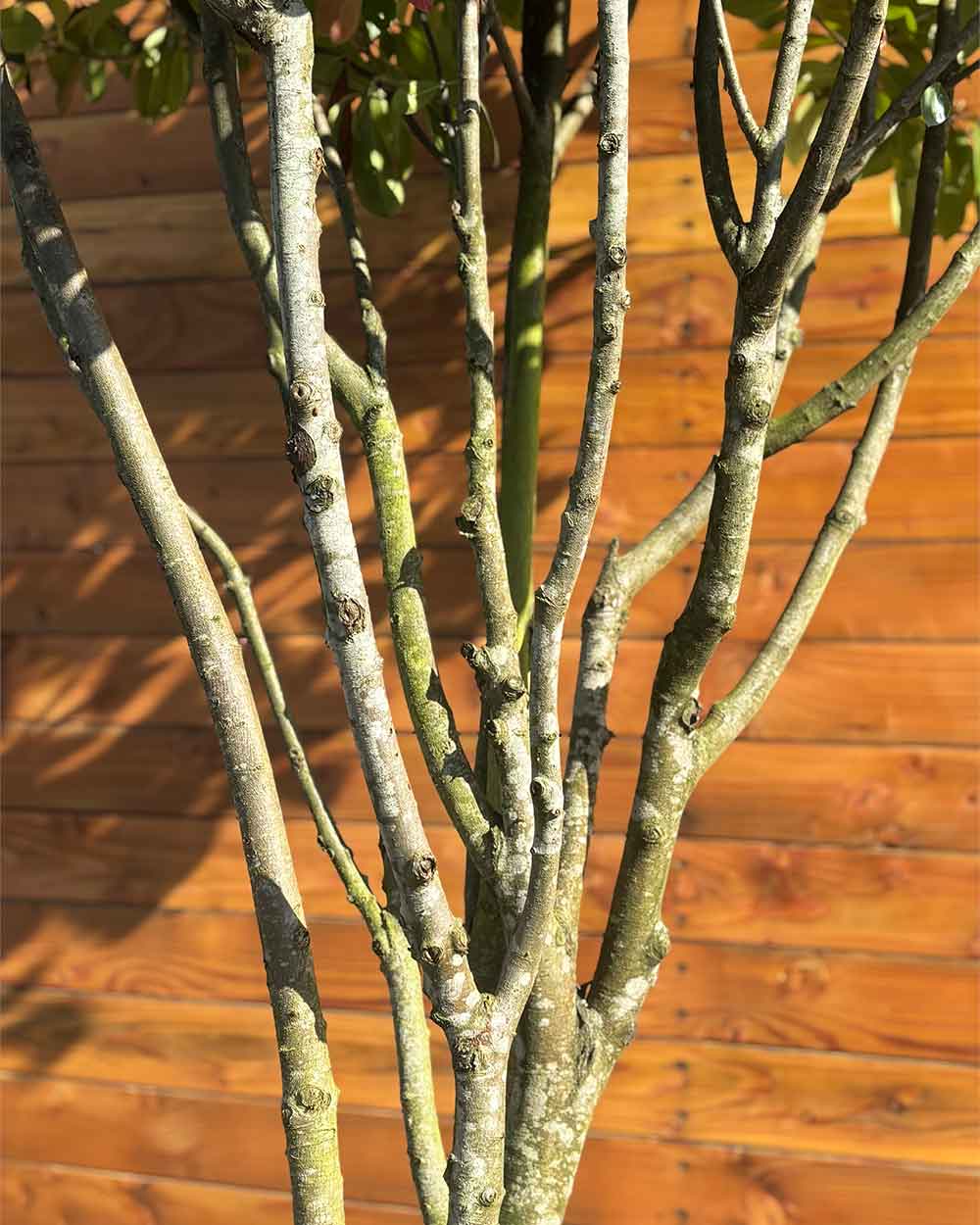 Glanzmispel – Photinia ‘Red Robin’ (Mehrstämmig)