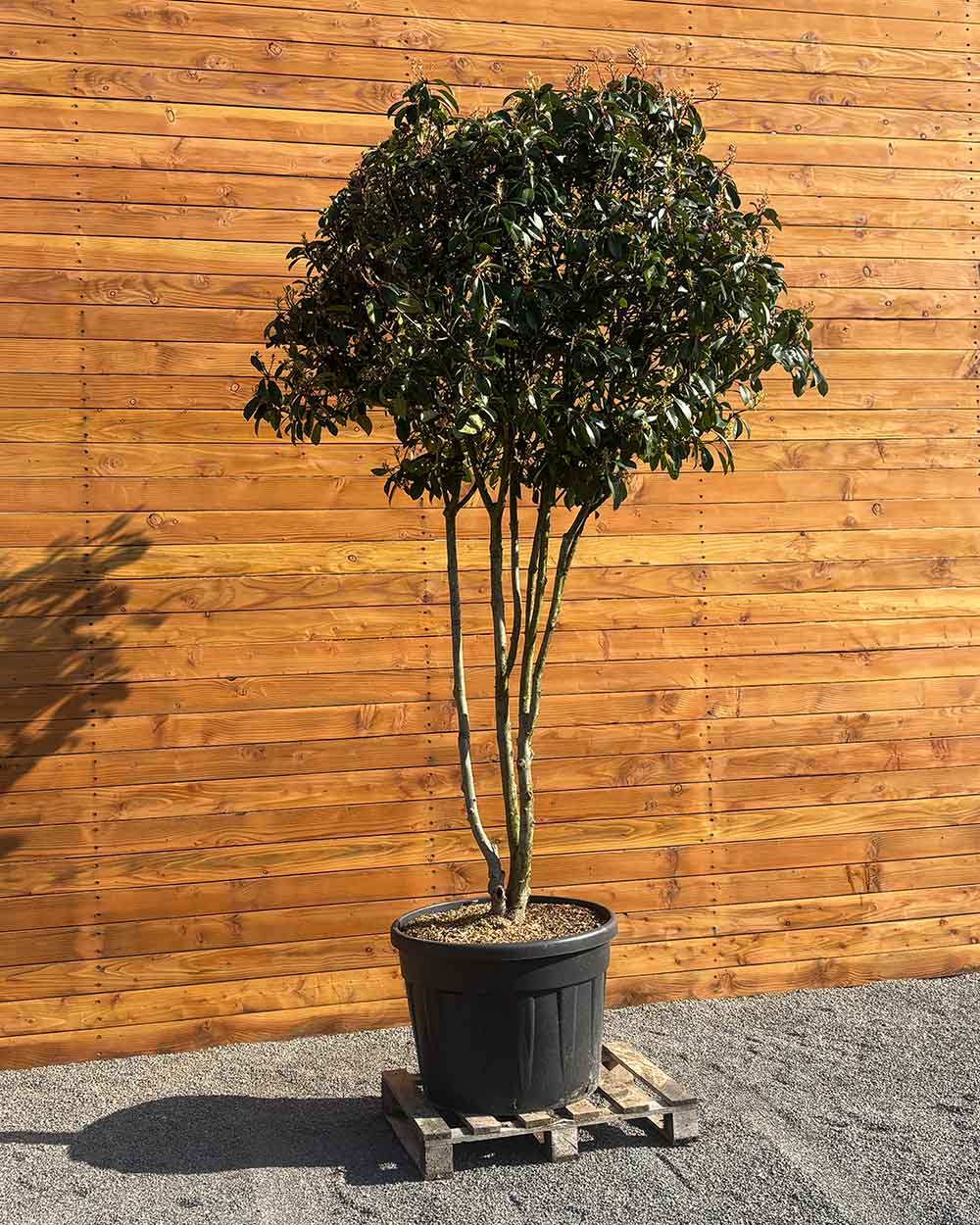 Glanzmispel – Photinia 'Red Robin' (Mehrstämmig) – Blupf by Kitzinger