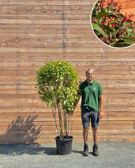 Glanzmispel (Red Robin) Mehrstämmig