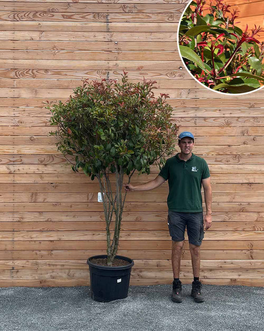 Glanzmispel (Red Robin) Mehrstämmig XXL