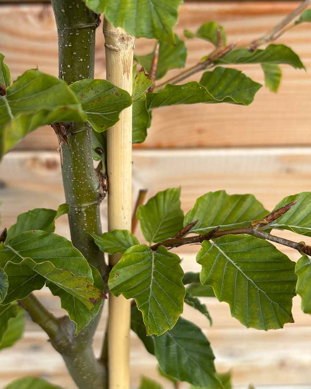 Rotbuche (Fagus sylvatica) Hecke