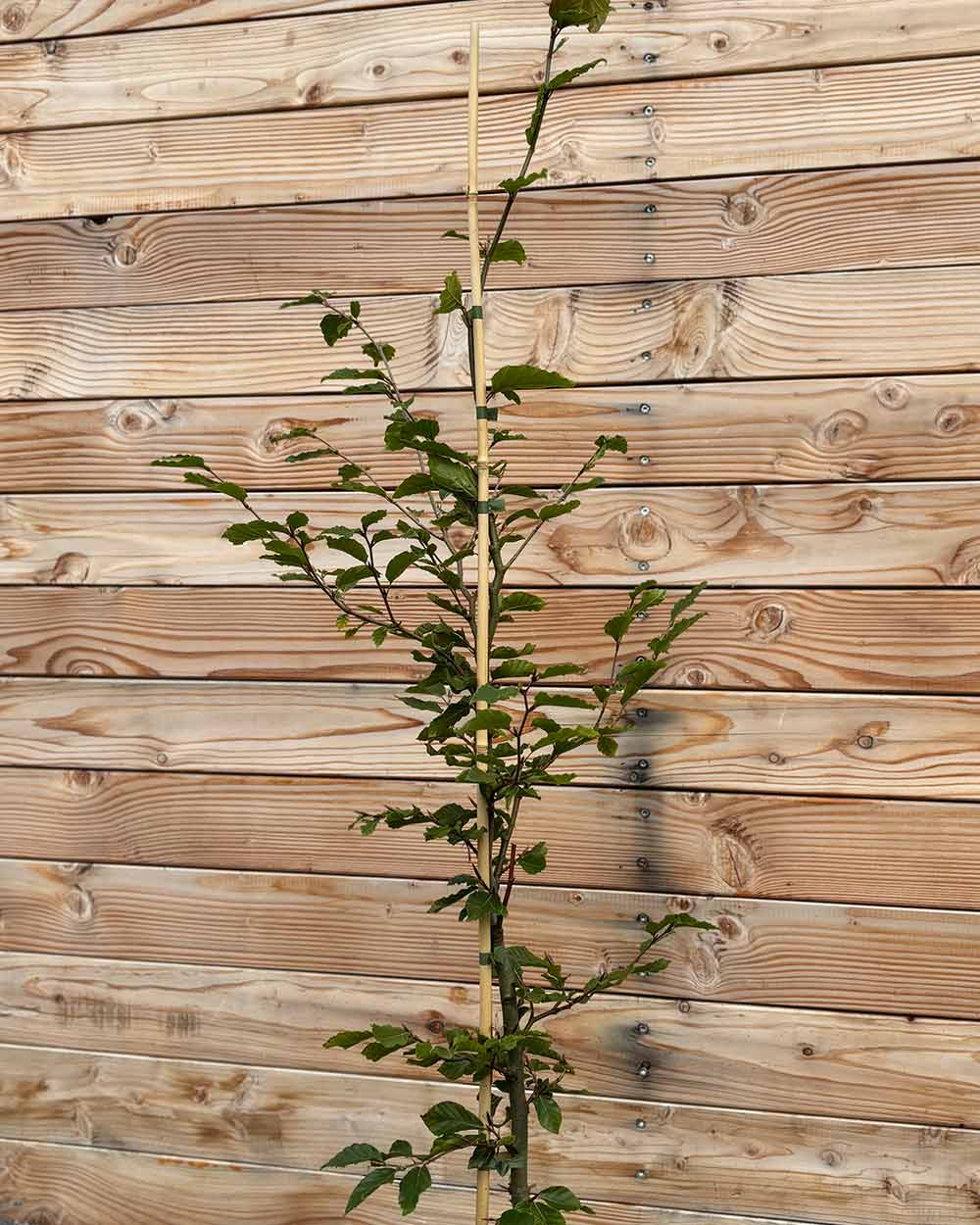 Rotbuche (Fagus sylvatica) Hecke