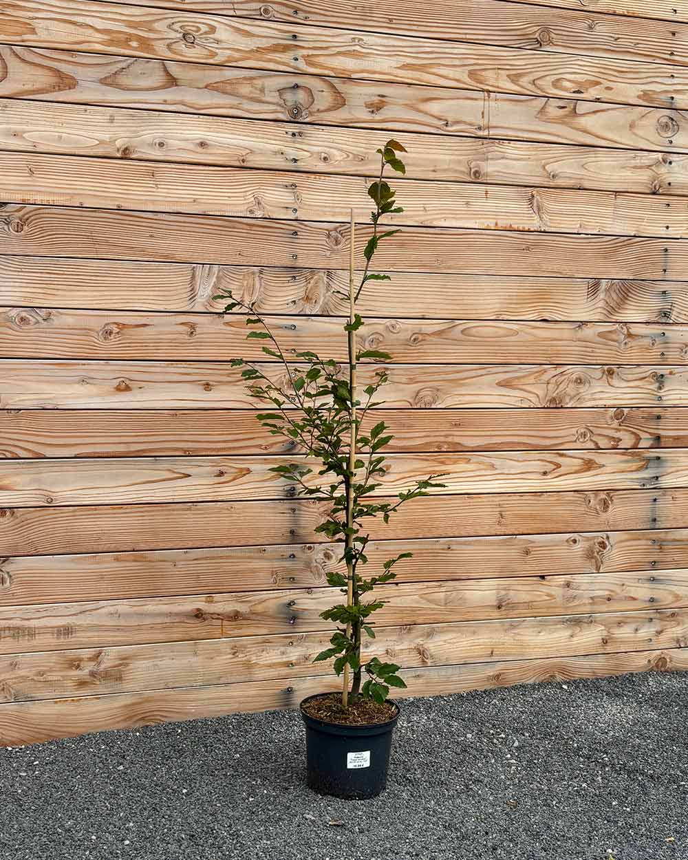 Rotbuche (Fagus sylvatica) Hecke