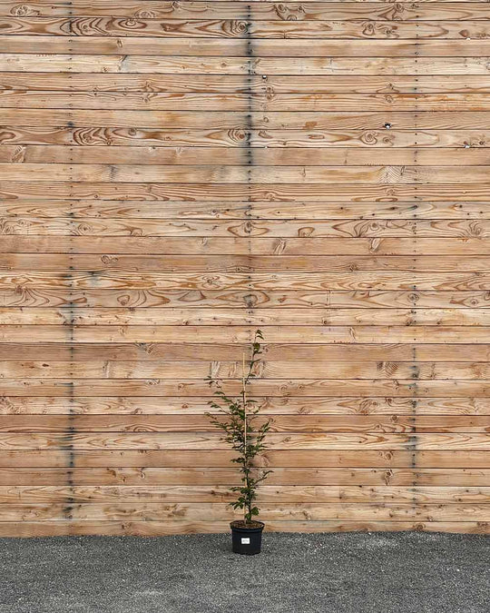 Rotbuche (Fagus sylvatica) Hecke