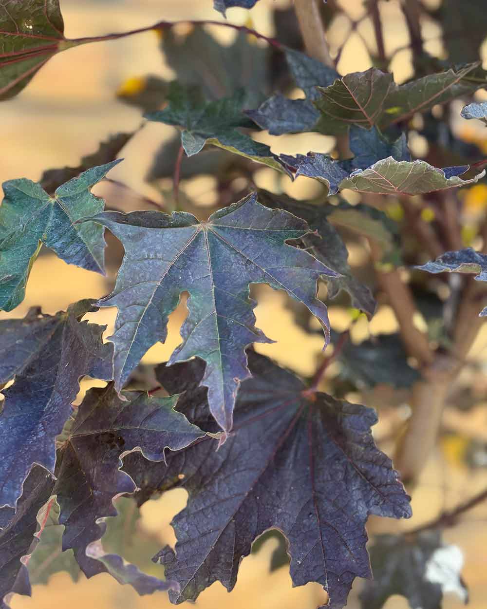 Rote Säulenahorn – Acer platanoides ‘Crimson Sentry’ (Hochstamm) (Pre Sale)