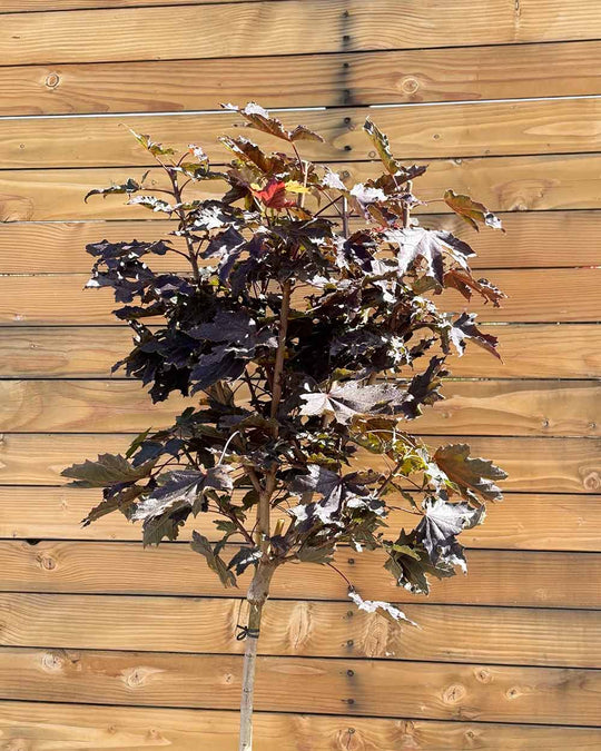 Rote Säulenahorn – Acer platanoides ‘Crimson Sentry’ (Hochstamm) (Pre Sale)