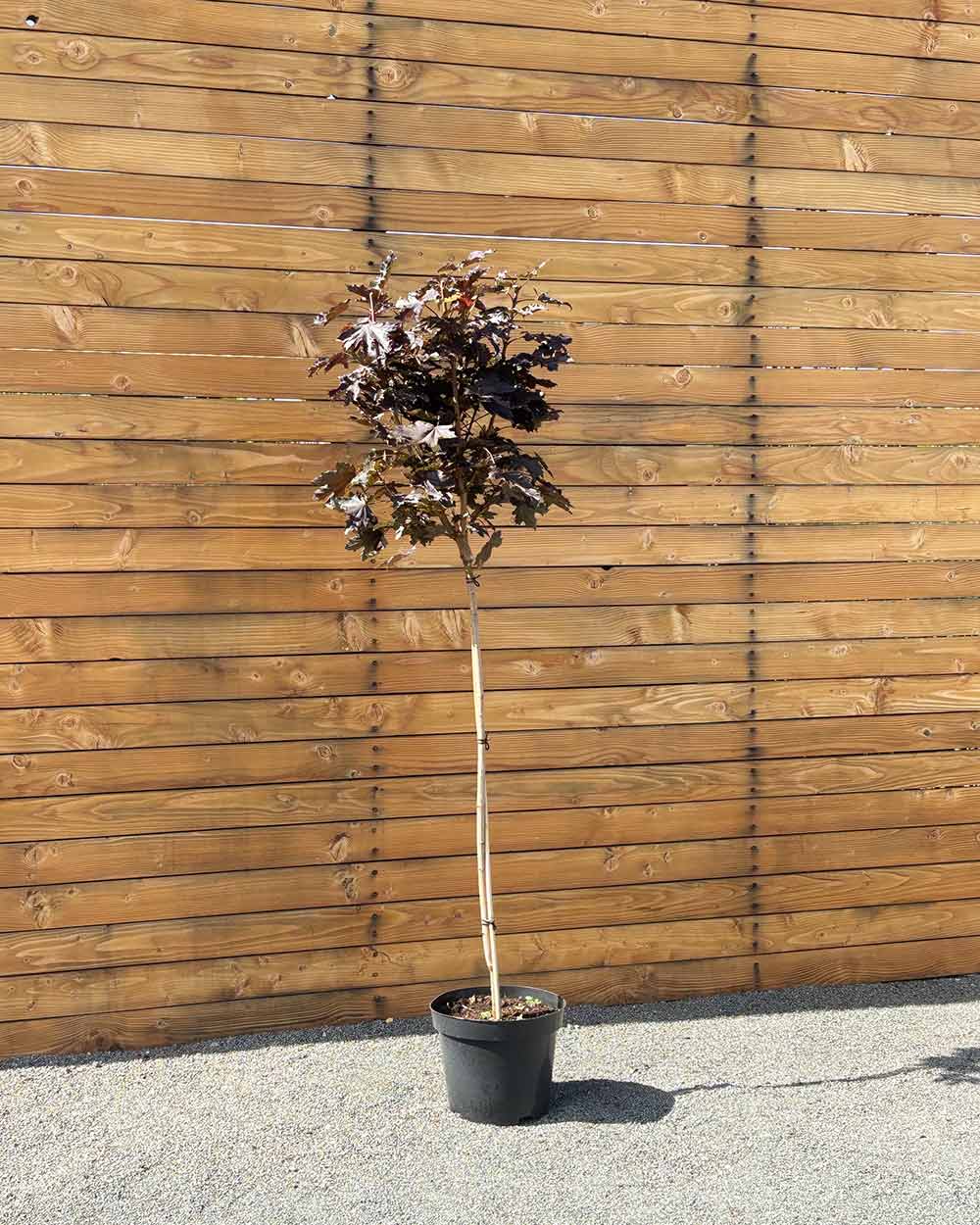 Rote Säulenahorn – Acer platanoides ‘Crimson Sentry’ (Hochstamm) (Pre Sale)