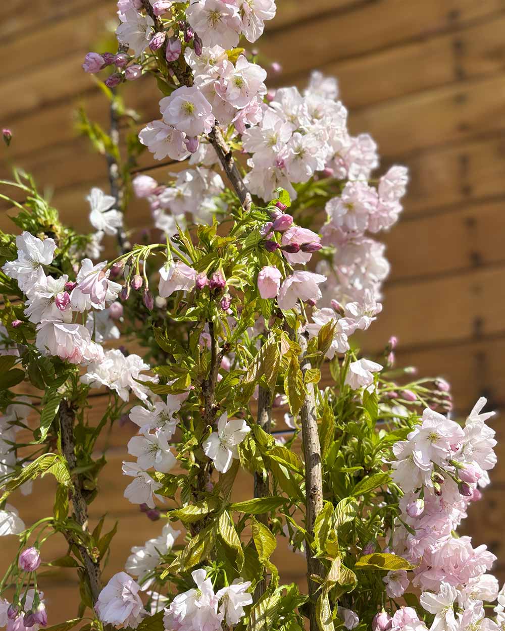 Japanische Säulenzierkirsche - Prunus serrulata ‘Amanogawa’ (Mehrstämmig)