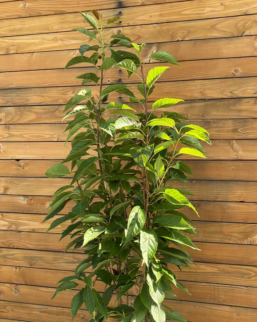 Japanische Säulenzierkirsche - Prunus ‘Amanogawa’ (Mehrstämmig)